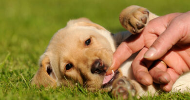 Як відучити собаку кусати руки