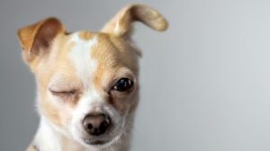 Як застосовувати вазелінове масло для собак?