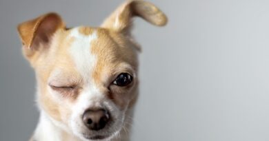 Як застосовувати вазелінове масло для собак