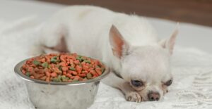 Чому собака погано їсть?