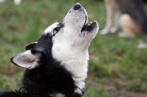 Чому собака виє ночами у дворі?