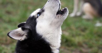 Чому собака виє ночами у дворі