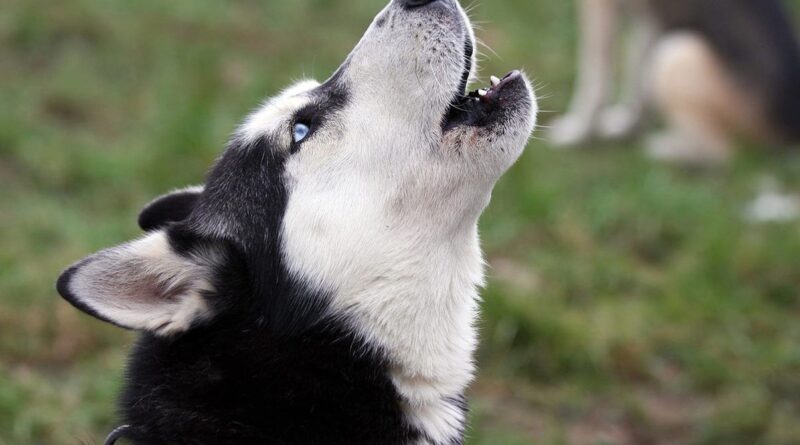 Чому собака виє ночами у дворі