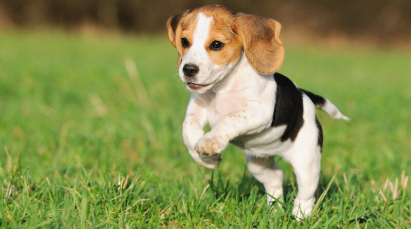 Чи можна давати собакам горілку при отруєнні