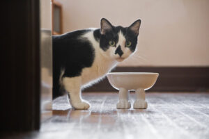 Чи можна кішкам давати гречку?