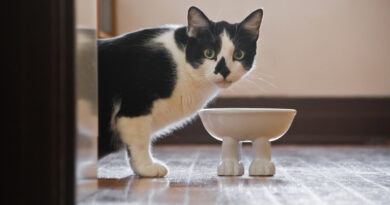 Чи можна кішкам давати гречку