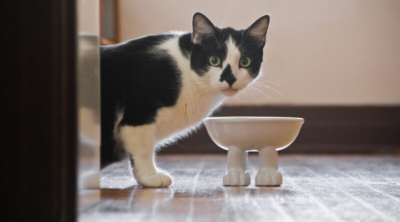 Чи можна кішкам давати гречку