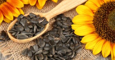 Чи можна кішкам давати насіння