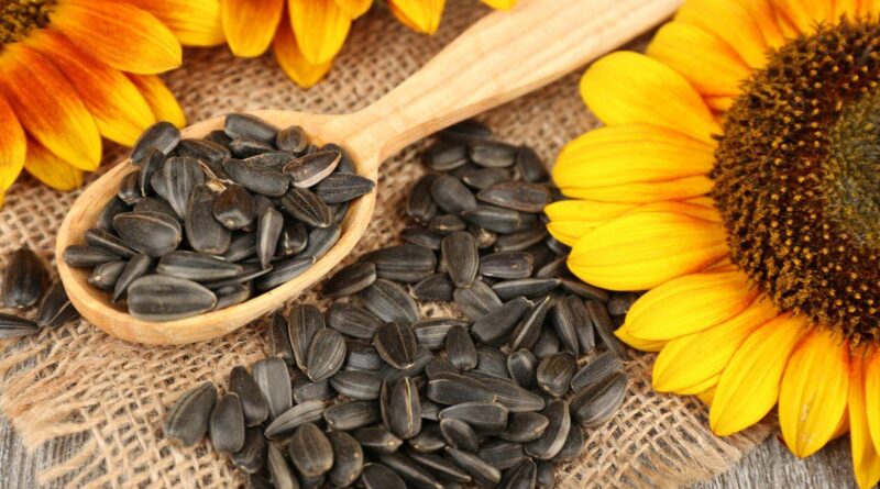 Чи можна кішкам давати насіння