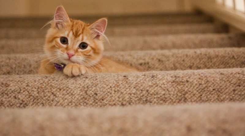 Чи можна кішкам давати Но-шпу