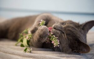 Чи можна кішкам м’яту?