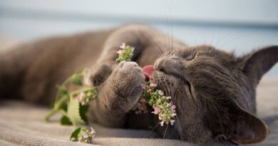 Чи можна кішкам м'яту