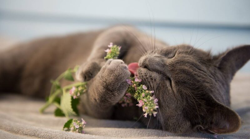 Чи можна кішкам м'яту