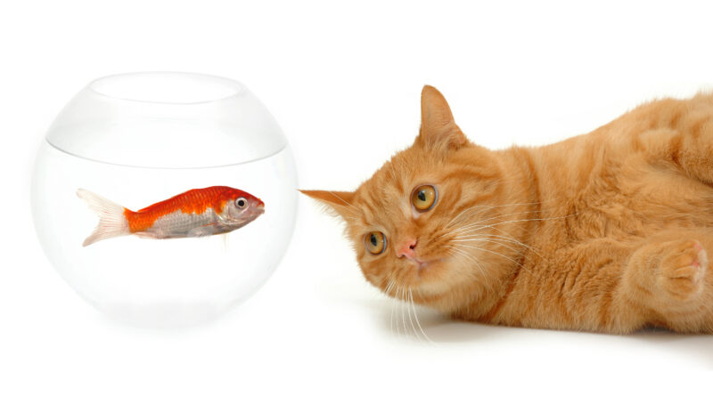 Hiki i nā pōpoki ke ʻai i ka iʻa?