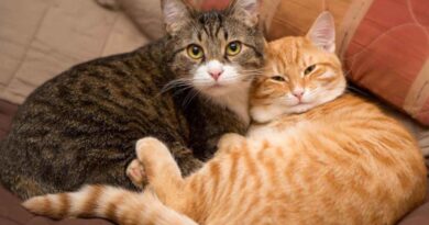 Чи можна кішкам йод