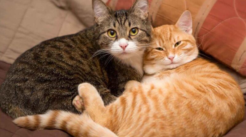 Чи можна кішкам йод