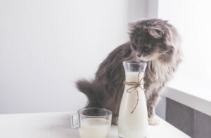 Чи можна кішці давати кефір?