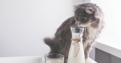 Чи можна кішці давати кефір