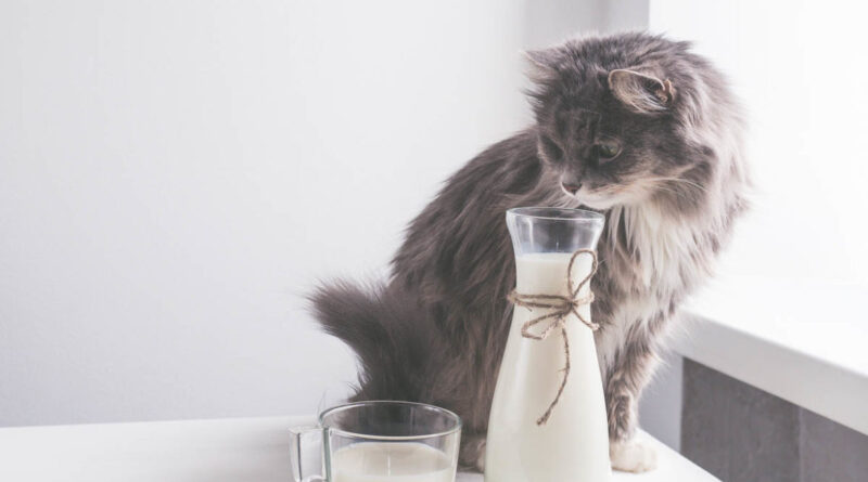 Чи можна кішці давати кефір