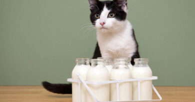 Чи можна кішці давати молоко