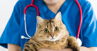 Чи можна кішці Парацетамол