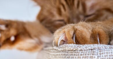 Чи можна кішці стригти кігті