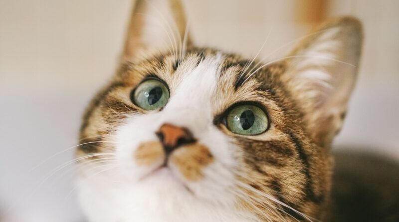 Чи можна кішці Супрастин