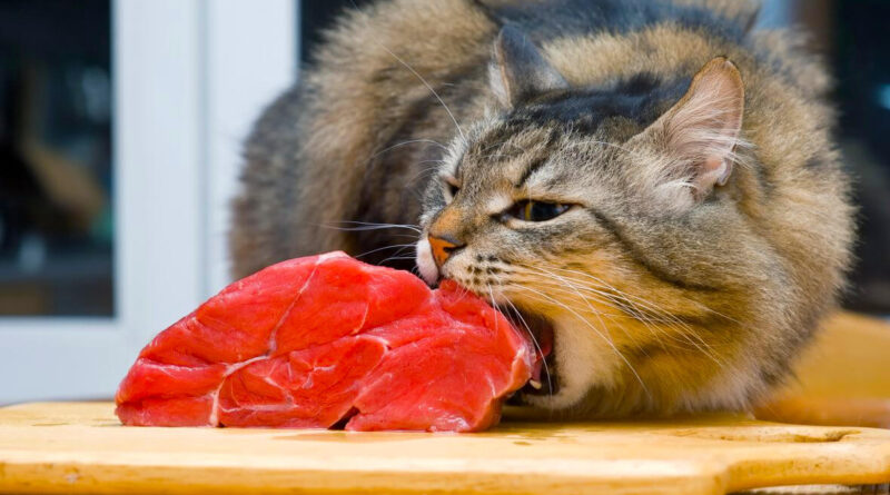 Чи можна кішці сире м'ясо