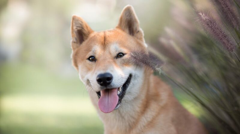 Чи можна собакам давати Лоперамід