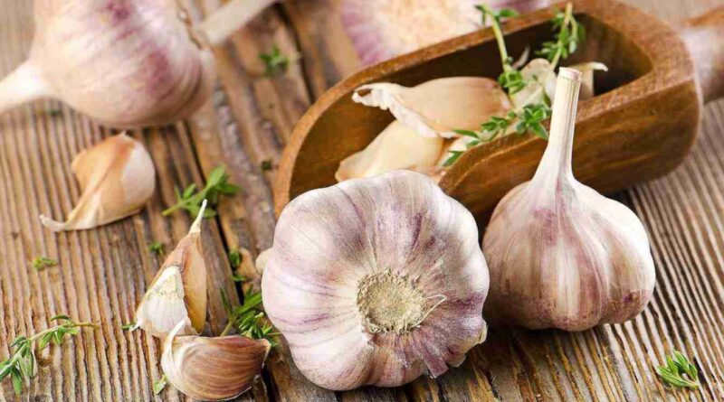 Чи можна собаці давати часник