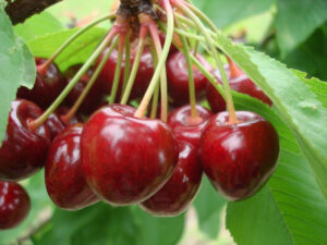 Чи можна собаці давати черешню та вишню?