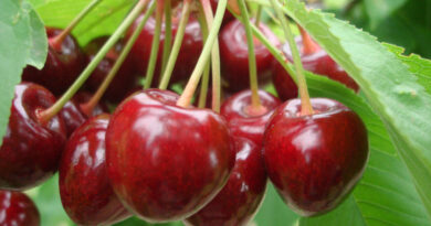 Чи можна собаці давати черешню та вишню