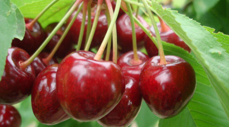 Чи можна собаці давати черешню та вишню