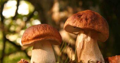 Чи можна собаці давати гриби і що робити, якщо вона отруїлася