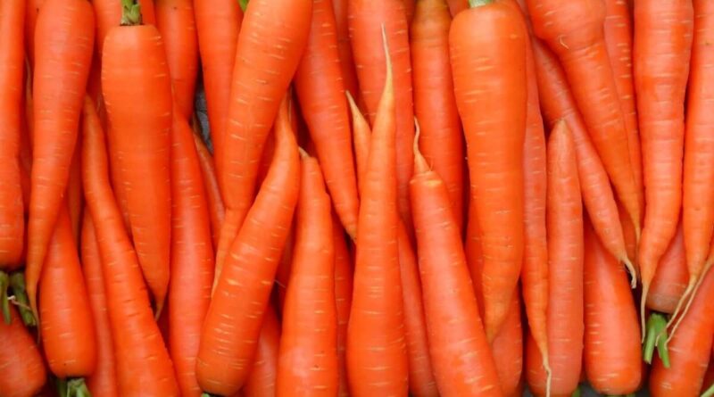 Чи можна собаці давати моркву