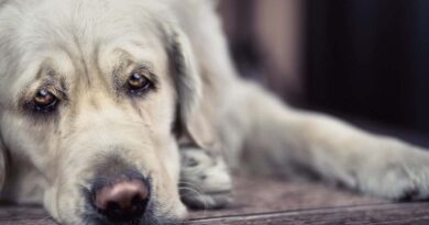 Чи можна собаці капати Сульфацил в очі