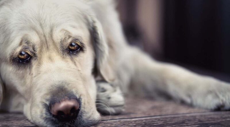 Чи можна собаці капати Сульфацил в очі