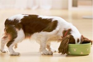 Чи можна собаці кашу?