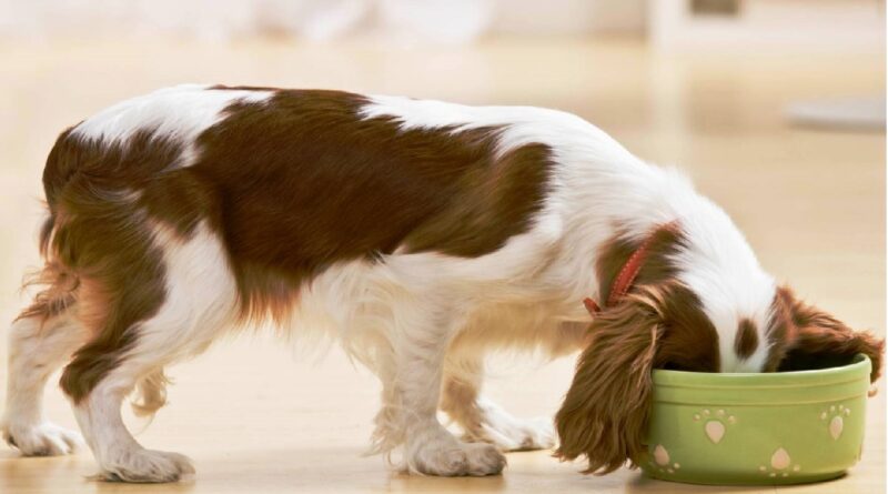 Чи можна собаці кашу