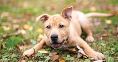 Чи можна собаці Мезим