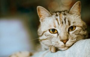 Чи можна застосовувати Ентеросгель для котів?