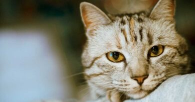 Чи можна застосовувати Ентеросгель для котів