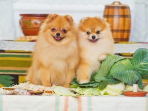 Чи завжди можна собакам давати капусту?