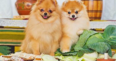 Чи завжди можна собакам давати капусту