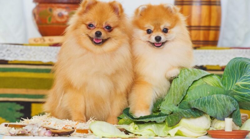 Чи завжди можна собакам давати капусту