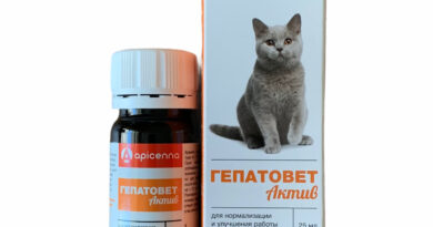 Гепатовет для кішок лікує печінку