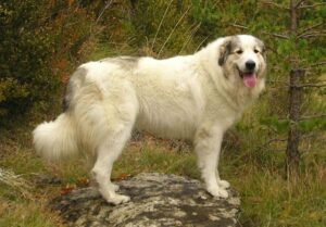 ПімоПЕТ для собак лікує серце.