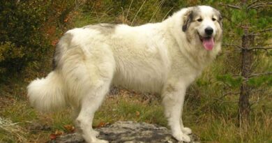 ПімоПЕТ для собак лікує серце