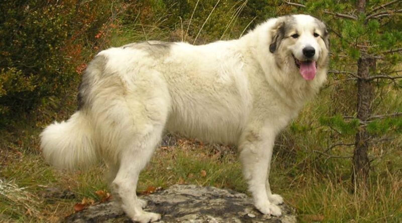 ПімоПЕТ для собак лікує серце