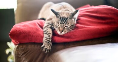 Полісорб для кішок — ліки при отруєнні